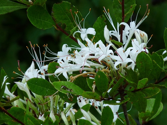 {Rhododendron viscosum var. serrulatum}